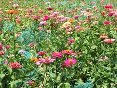 -皇粮浜湿地公园