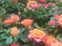 -花之城