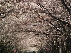 -高东镇樱花园