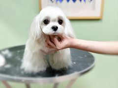 -鑫艺宠物美容培训学校