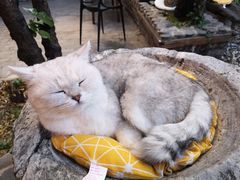 -喵屿·大理花园猫咖