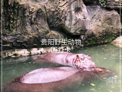 -贵州森林野生动物园