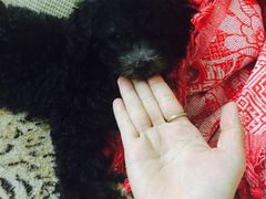 -Oh My Dog宠物沙龙(伊珊娜皮毛护理店)