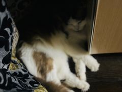 -瑞派天宁宠物医院·猫科·异宠中心