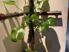 -绿茶餐厅(龙湖金楠天街店)