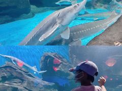 -石家庄海洋公园