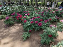 -洛阳市隋唐城遗址植物园