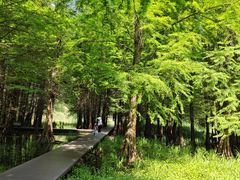 -溱湖国家湿地公园