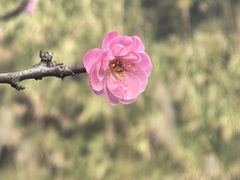 -张坝桂圆林公园