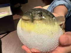 -肆月河豚·淮扬菜·湘菜(华天店)