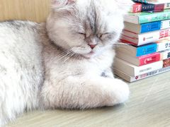 -飞行喵MR PILOT|猫舍·猫咖(静安大融城店)