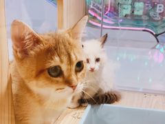 -屋虎猫馆(宝安大仟里店)