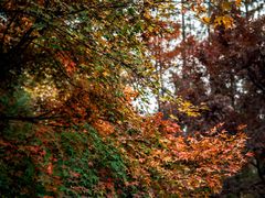 -上海共青森林公园