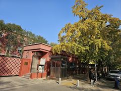 -三里屯东五街银杏大道