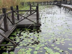 -溱湖国家湿地公园