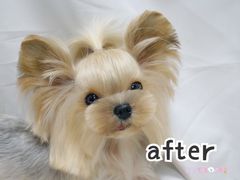 -小尾巴宠物店(万科·金域华庭店)