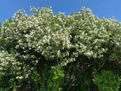 -南京市江宁方山