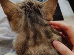 -喵园·猫主题咖啡厅·撸猫·猫咖(国贸店)