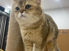 -有喵·猫咖·狗咖·40+猫狗有小奶狗(岗厦店)