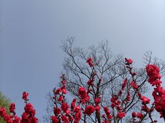 -顾村公园
