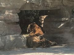 -上海野生动物园老虎餐厅