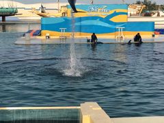 -秦皇岛乐岛海洋王国