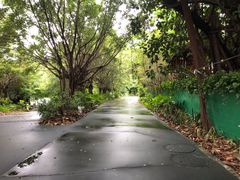 -华侨城湿地公园