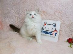 -十年猫舍·猫咪专门店(普陀店)