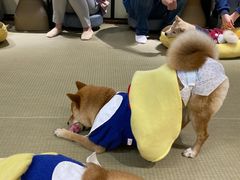 -逗柴咖啡屋·狗咖猫咖宠物桌游