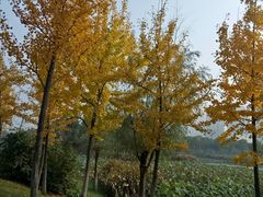 -艾溪湖湿地公园