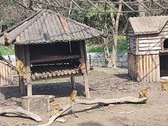 -上海野生动物园