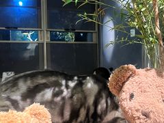 -咖法森林·咖啡  酒吧(天河店)