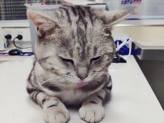 -康乐宝动物医院