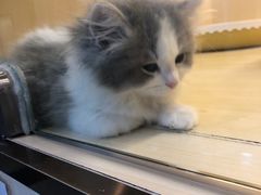 -momokira米努特·德文卷毛猫·棉花面纱犬