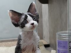 -山宅一喵德文卷毛猫舍