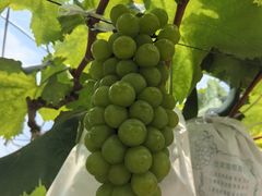 -马陆小张葡萄园农家乐