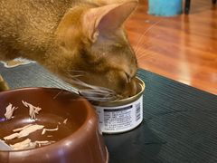 -猫小院猫主题咖啡厅(北锣店)