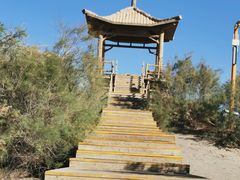 -金塔沙漠胡杨林景区