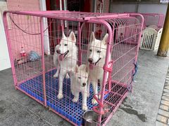 -喵百万·布偶·蓝金金渐层英短·猫舍(百子湾店)