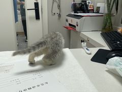 -东莞宠友24H宠物中心医院·转诊夜诊·异宠(新河北路院)