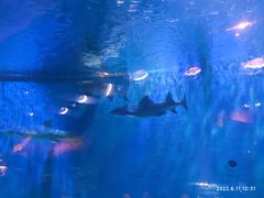 -华夏文旅海洋公园