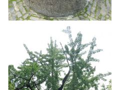 -上海佘山国家森林公园天马山园