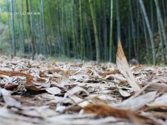 落叶-太湖源风景区