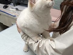 -半岛宠物医院24小时(科华中路店)