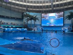 -海合安成都极地海洋公园