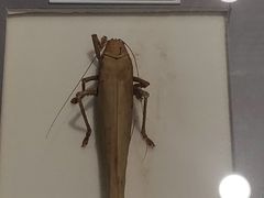 -上海昆虫博物馆