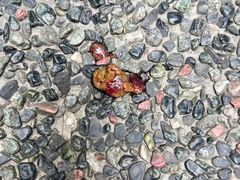 -帕帕拉兹宠物(亚洲旗舰店)