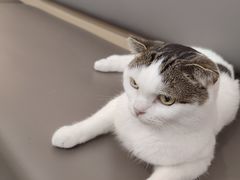 -喵园·猫主题咖啡厅·撸猫·猫咖(国贸店)