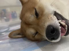 -佩兹宠物医院肿瘤专科·眼科·牙科(黄浦店)