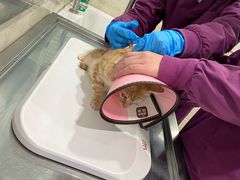 -暖阳宠物医院·犬猫康复中心·骨科